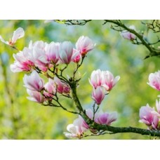Magnolia's in bloom